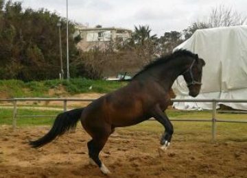 Here’s what your horse’s kicking means and what you can do to deal with this potential danger