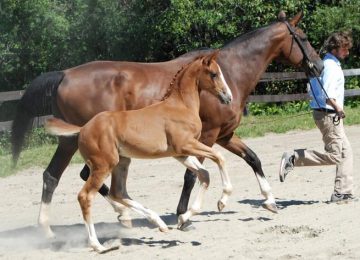10 Tips for Better Trot Lengthenings