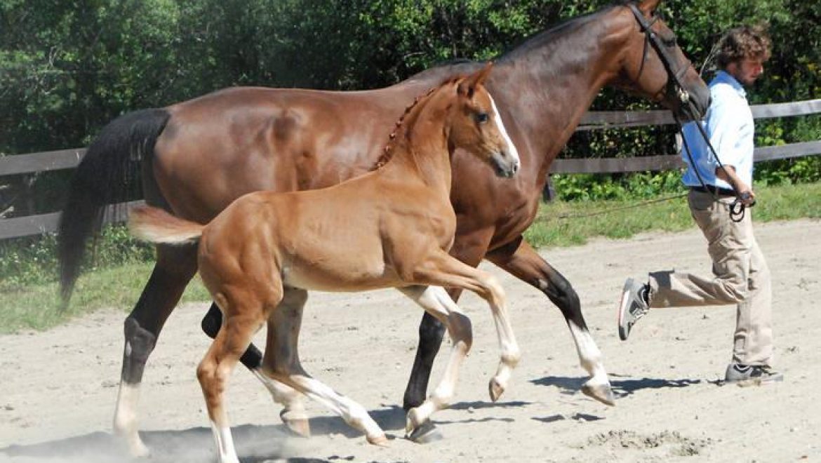 10 Tips for Better Trot Lengthenings